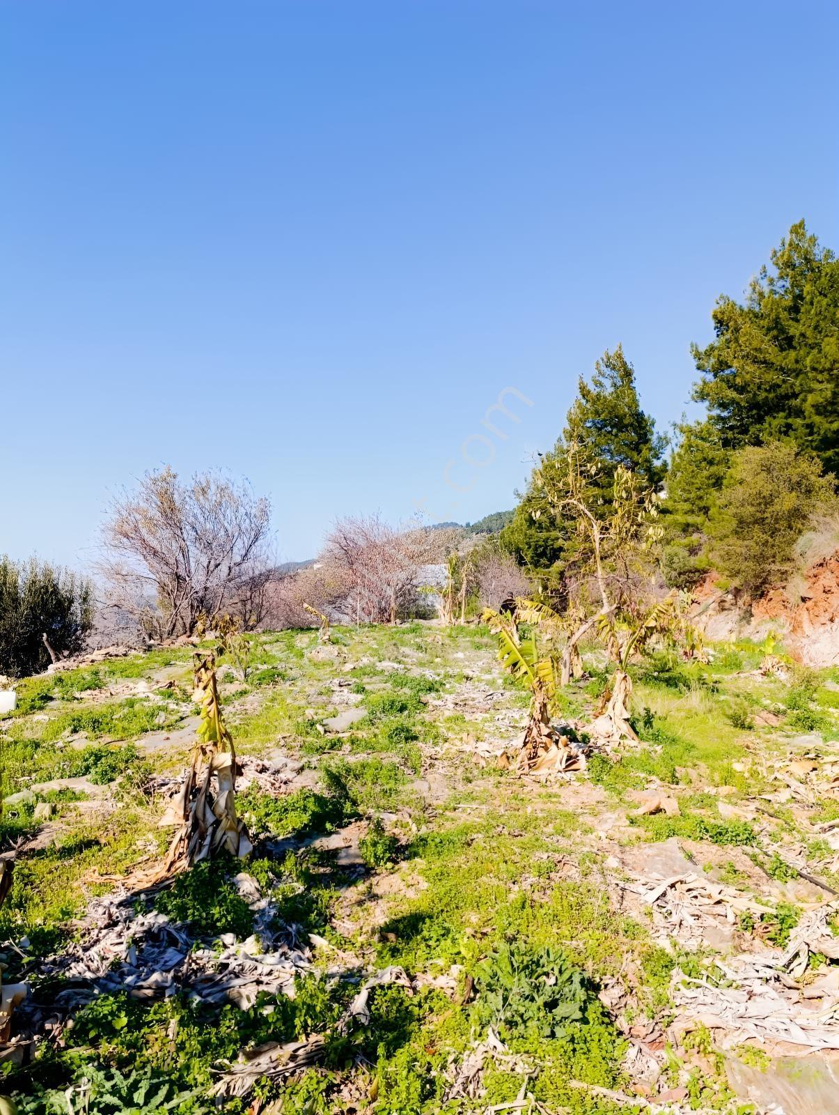 Antalya Gazipaşa Da Satılık Ful Deniz Manzaralı Muz Bahçesi — fotoğraf 21