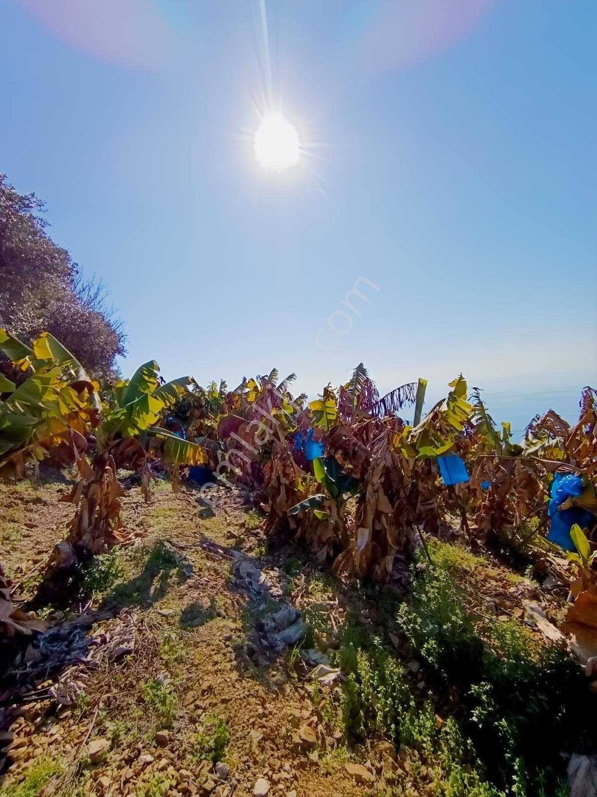 Antalya Gazipaşa Da Satılık Ful Deniz Manzaralı Muz Bahçesi — fotoğraf 23