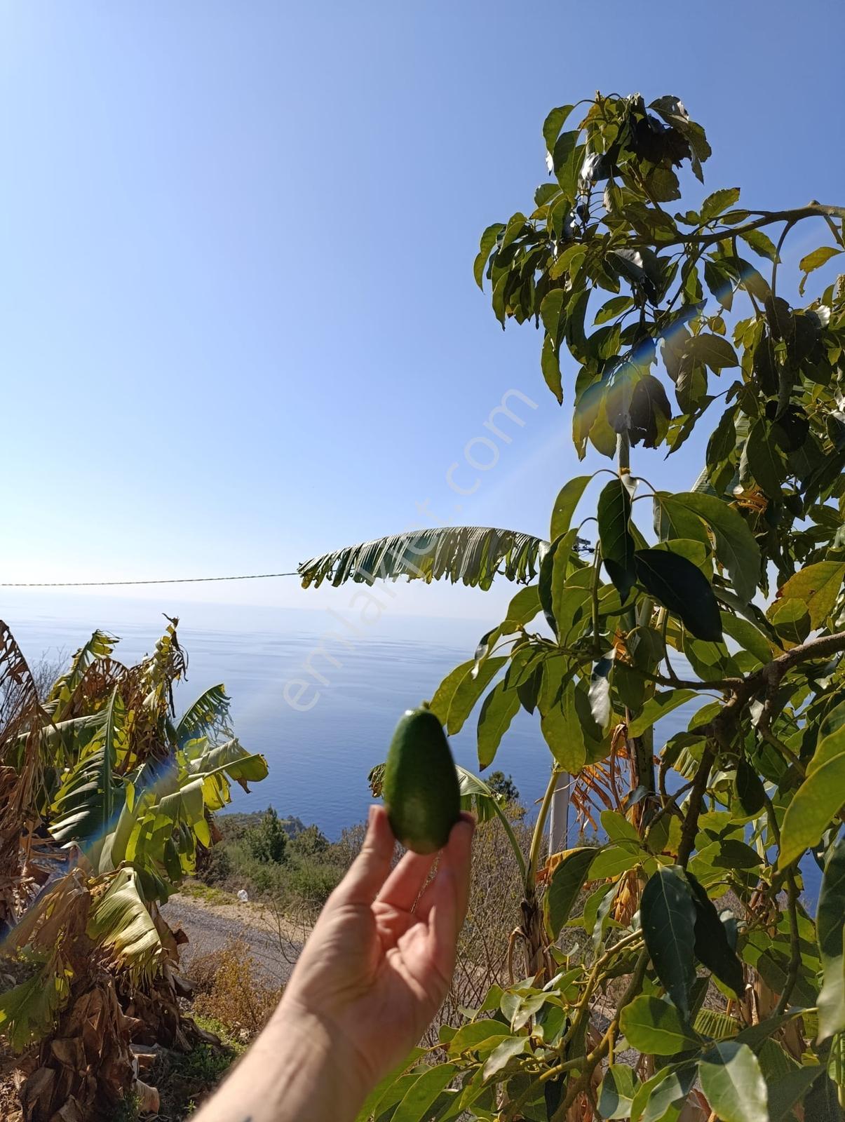 Antalya Gazipaşa Da Satılık Ful Deniz Manzaralı Muz Bahçesi — fotoğraf 26