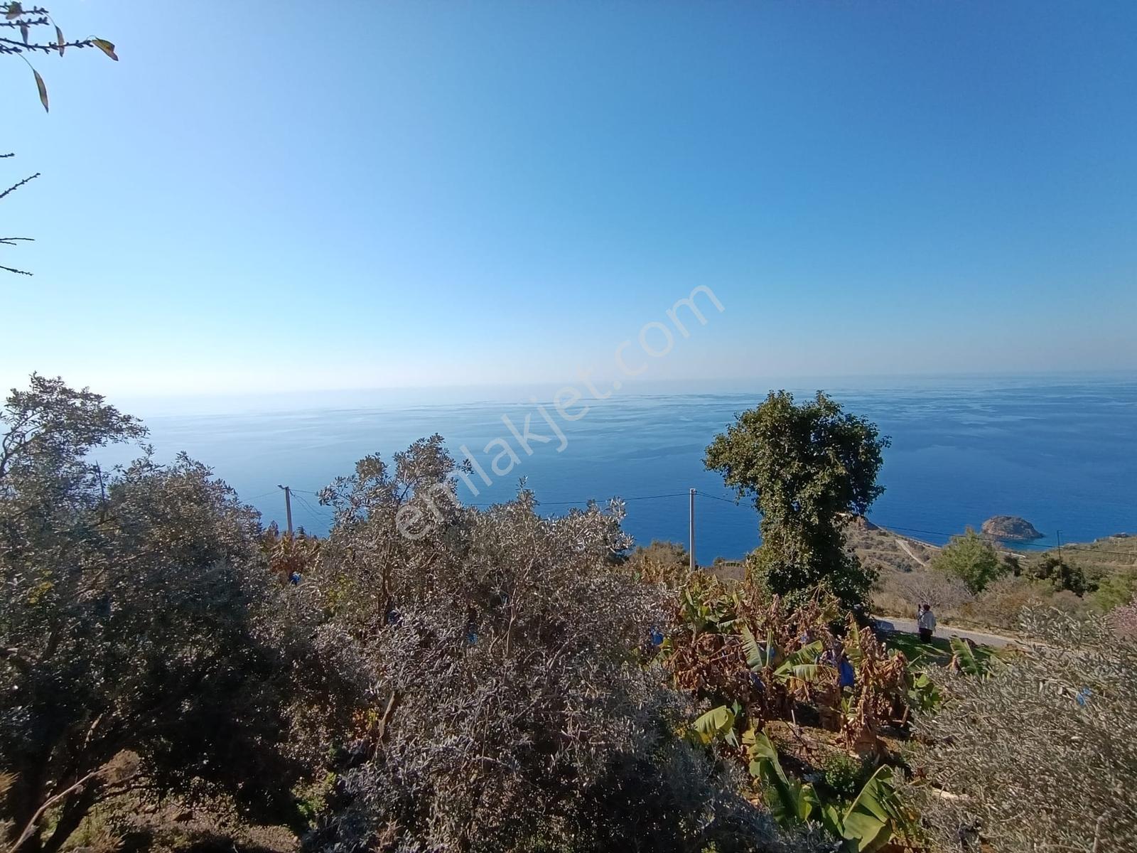 Antalya Gazipaşa Da Satılık Ful Deniz Manzaralı Muz Bahçesi — fotoğraf 28