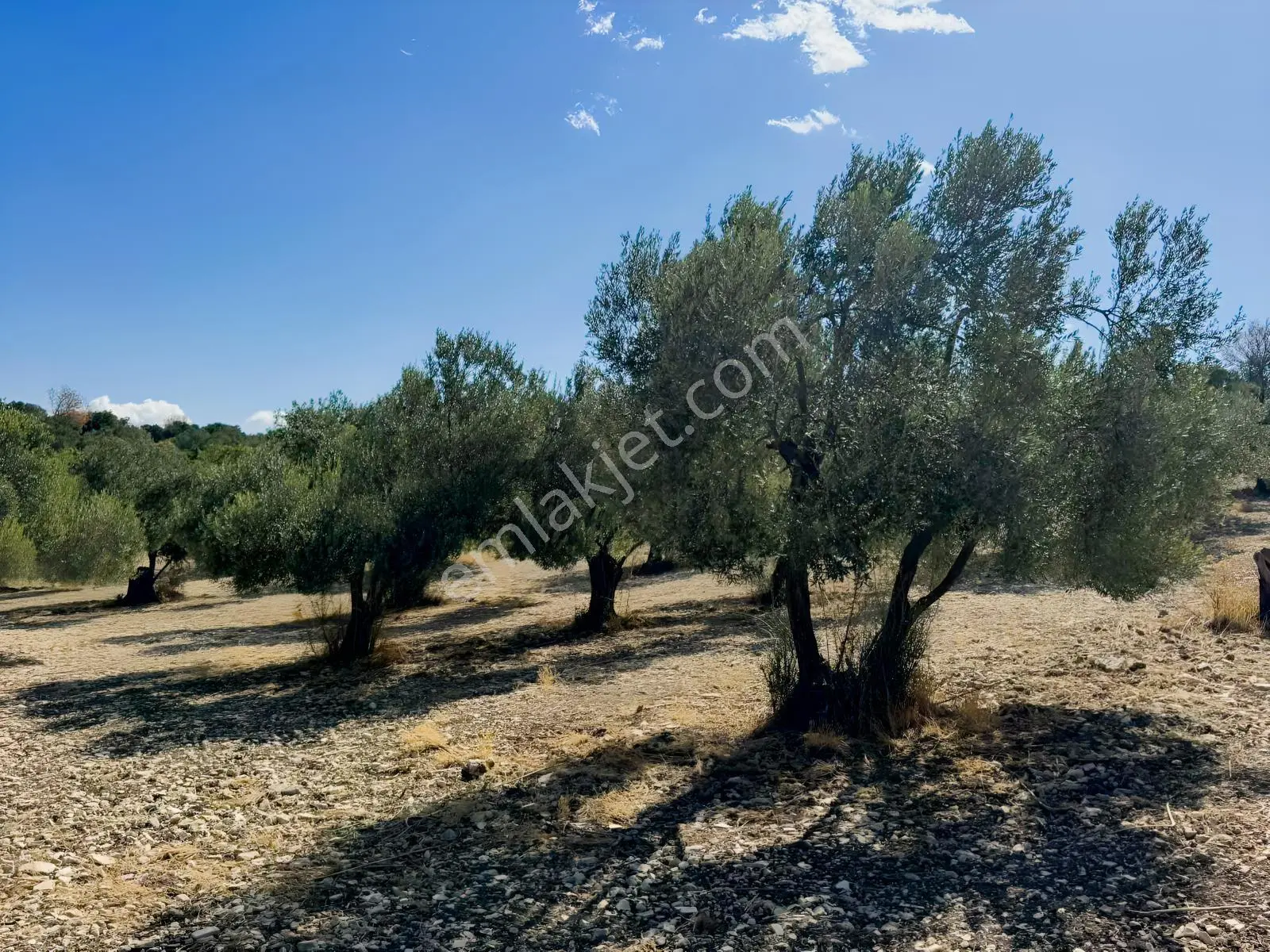 Helvacı'da Satılık 7.912m2 Zeytinlik — fotoğraf 3