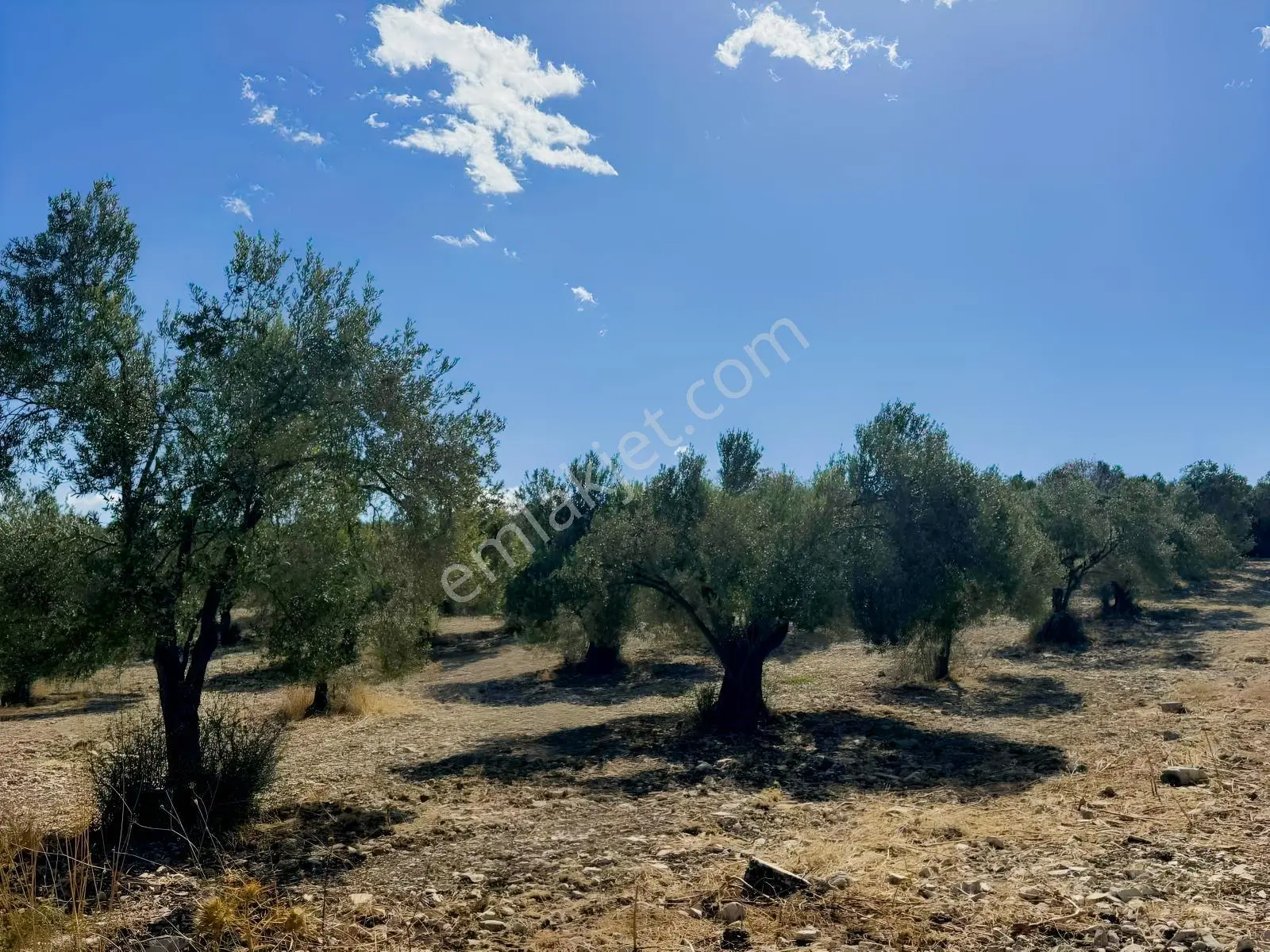Helvacı'da Satılık 7.912m2 Zeytinlik — fotoğraf 4