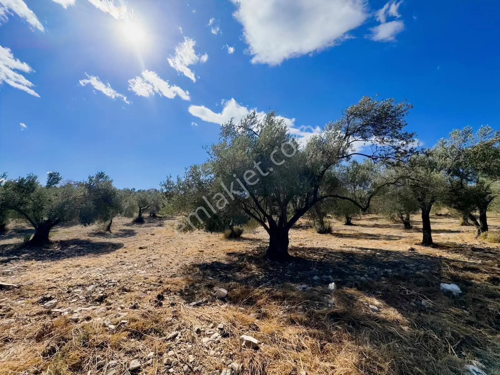 Helvacı'da Satılık 7.912m2 Zeytinlik — fotoğraf 5