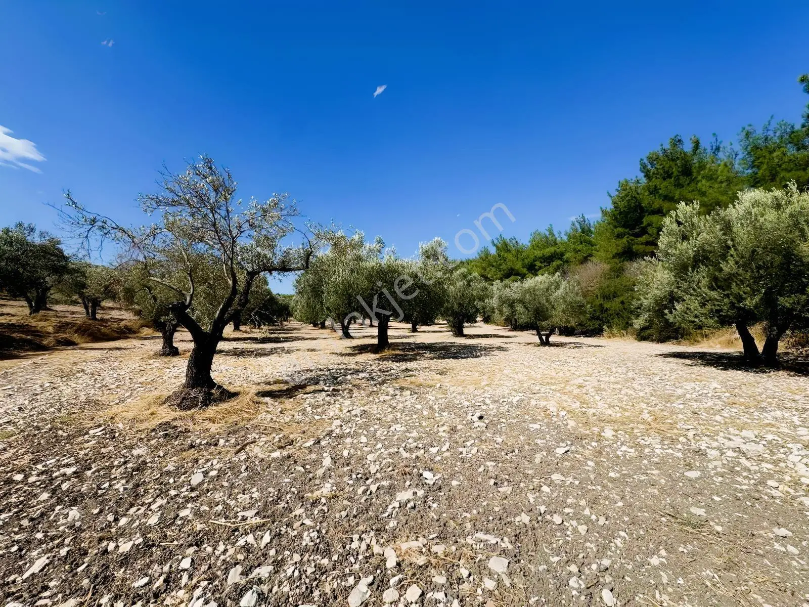 Helvacı'da Satılık 7.912m2 Zeytinlik — fotoğraf 7