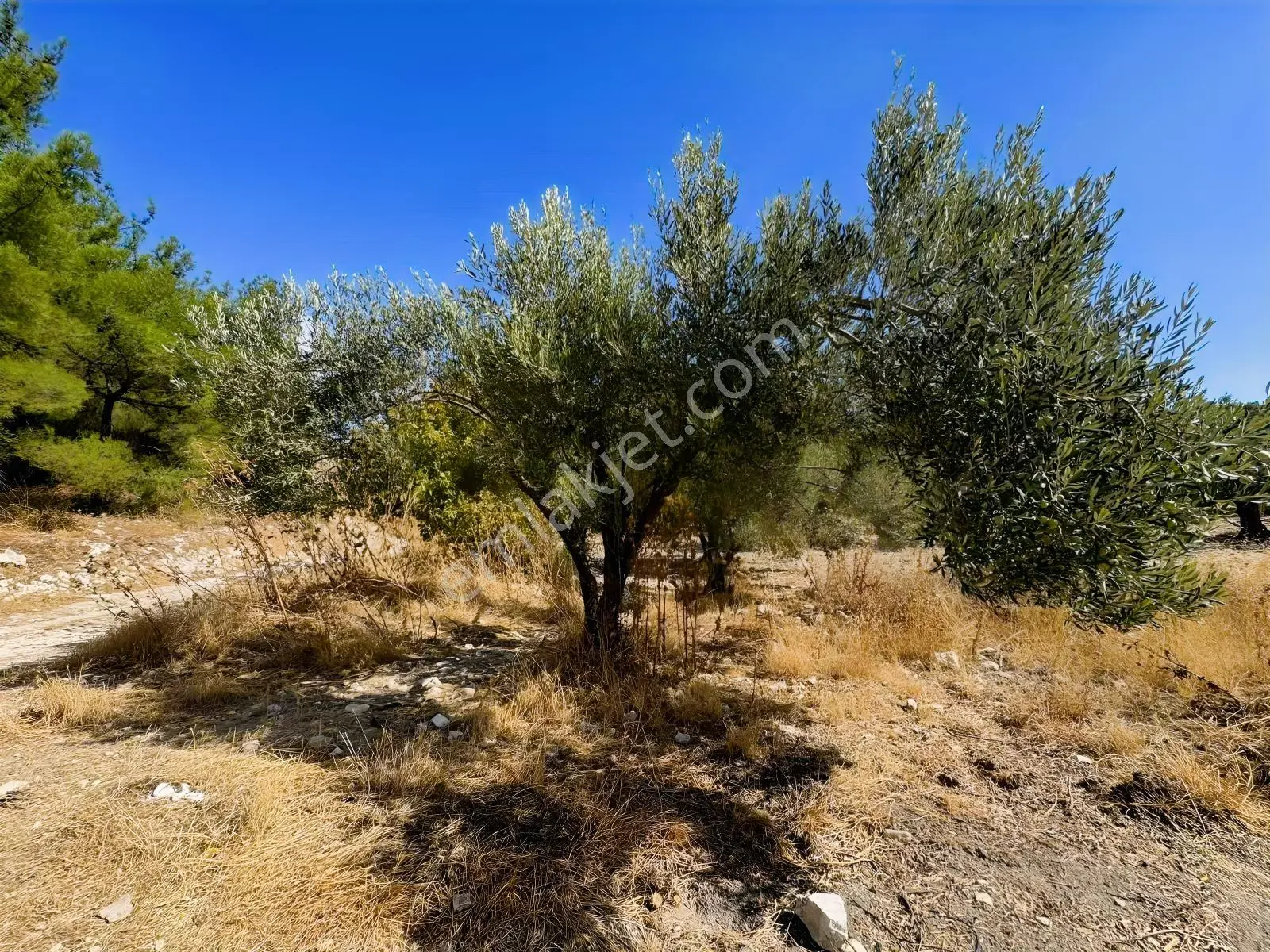 Helvacı'da Satılık 7.912m2 Zeytinlik — fotoğraf 8