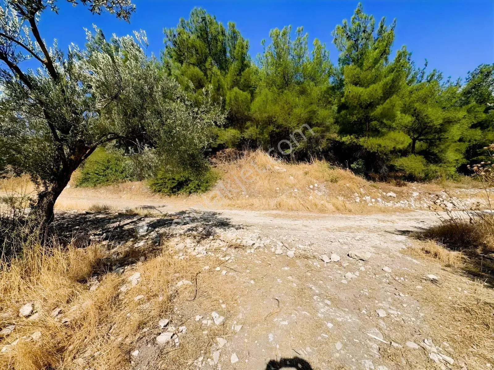 Helvacı'da Satılık 7.912m2 Zeytinlik — fotoğraf 9