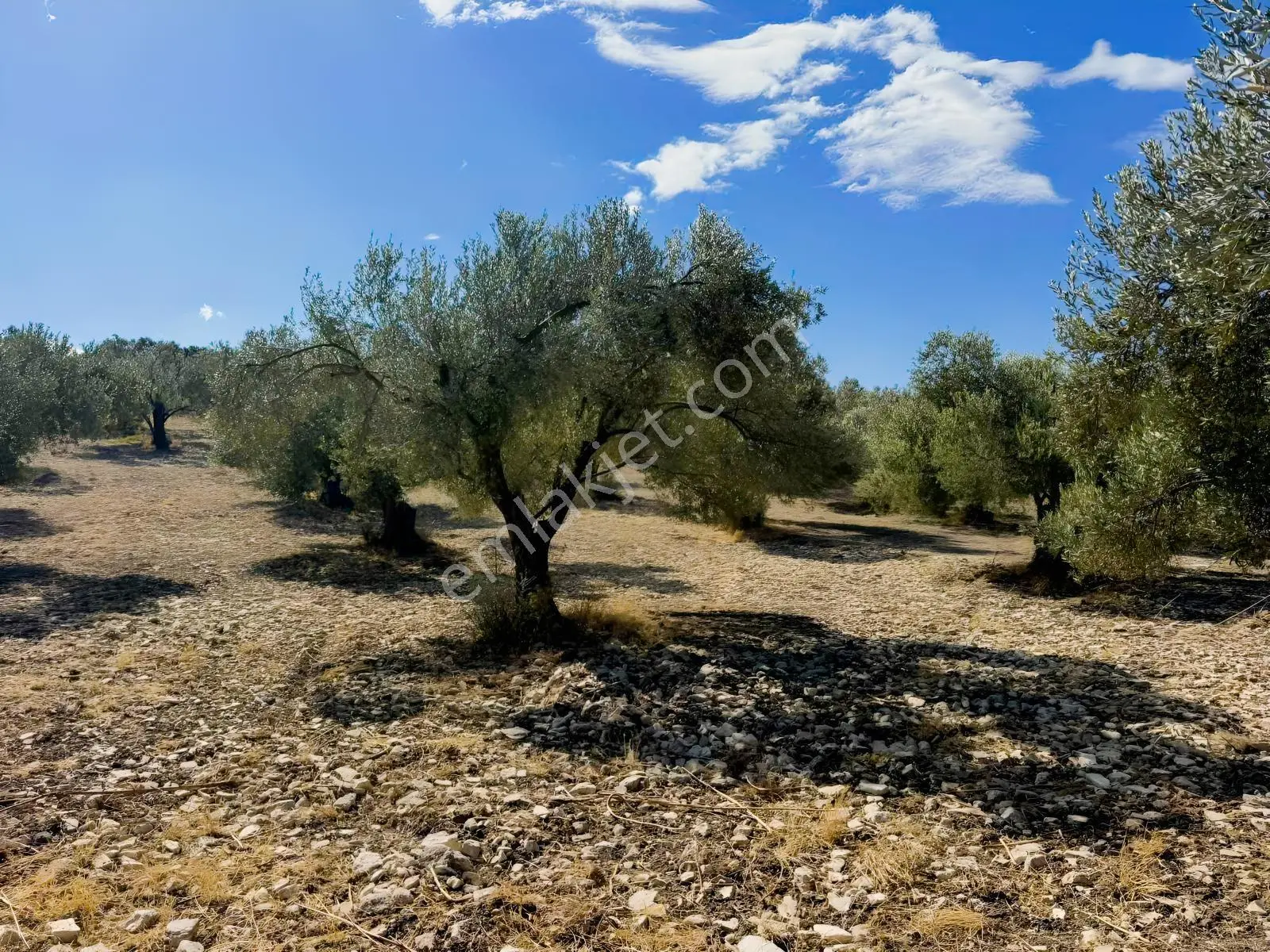 Helvacı'da Satılık 7.912m2 Zeytinlik — fotoğraf 10