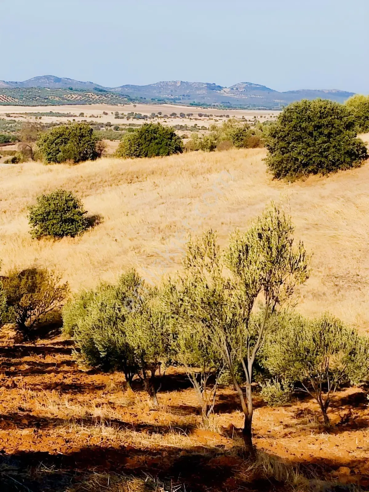 Güçlü Kardeşler Burhaniyede 8800M2 Zeytinlik