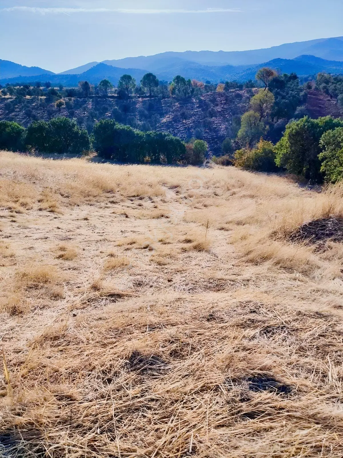 Güçlü Kardeşler Burhaniyede 8800m2 Zeytinlik — fotoğraf 2