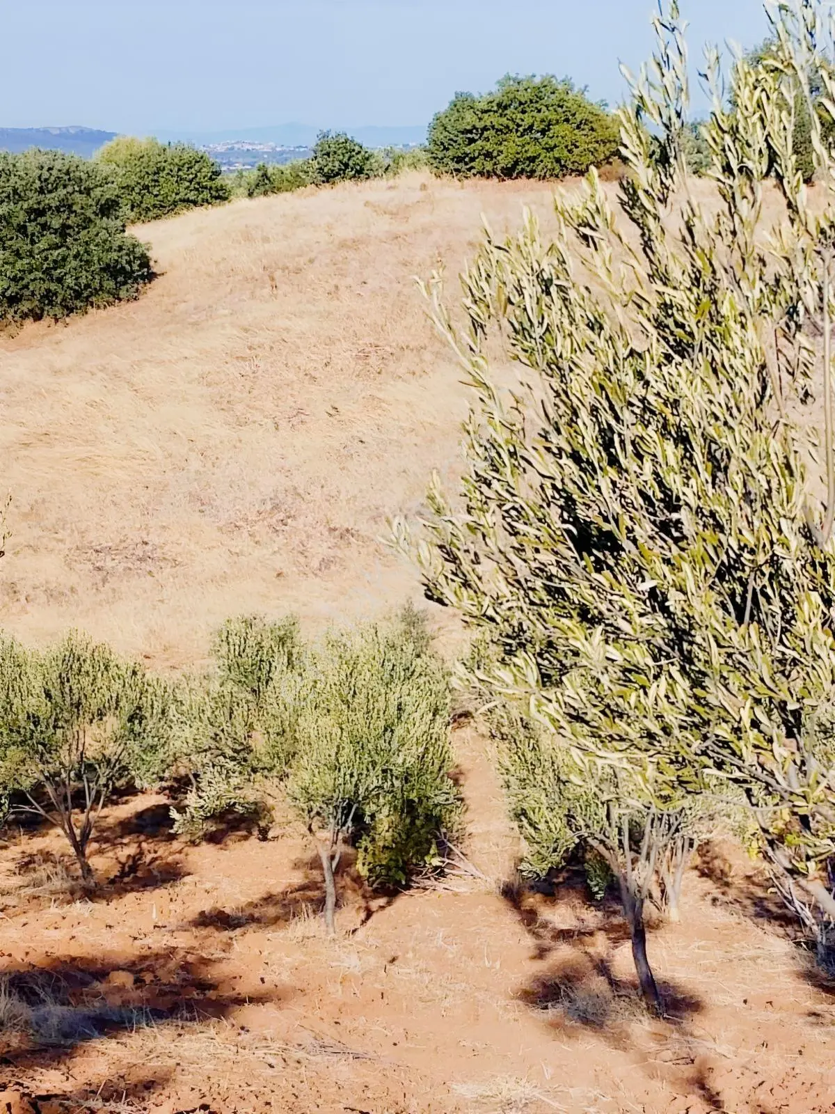 Güçlü Kardeşler Burhaniyede 8800m2 Zeytinlik — fotoğraf 3