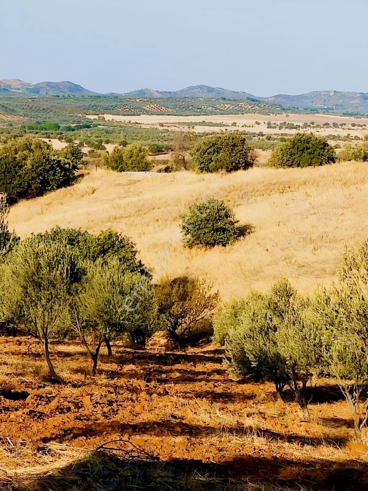 Güçlü Kardeşler Burhaniyede 8800m2 Zeytinlik — fotoğraf 4