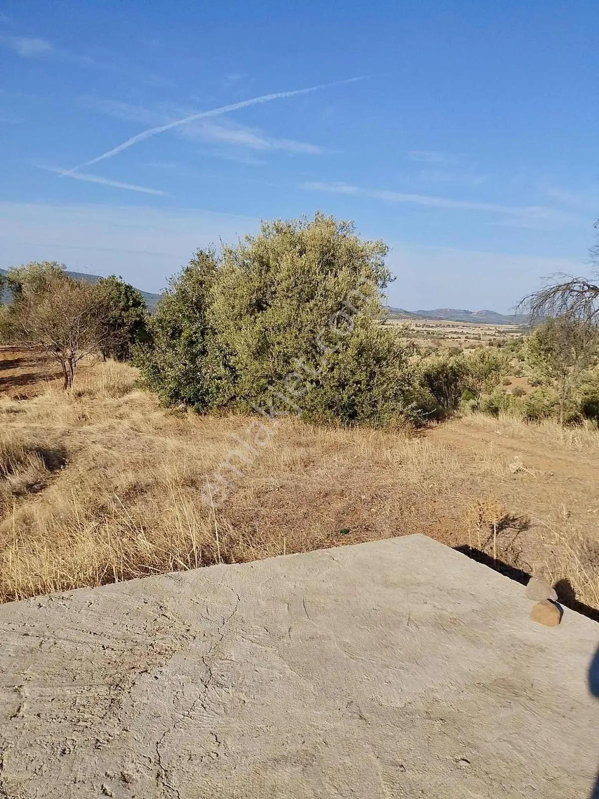 Güçlü Kardeşler Burhaniyede 8800m2 Zeytinlik — fotoğraf 5