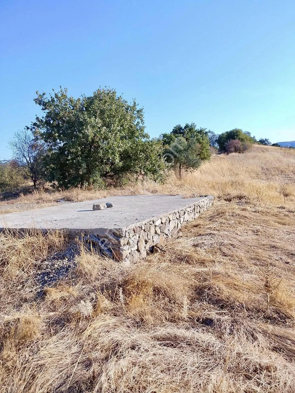 Güçlü Kardeşler Burhaniyede 8800m2 Zeytinlik — fotoğraf 6