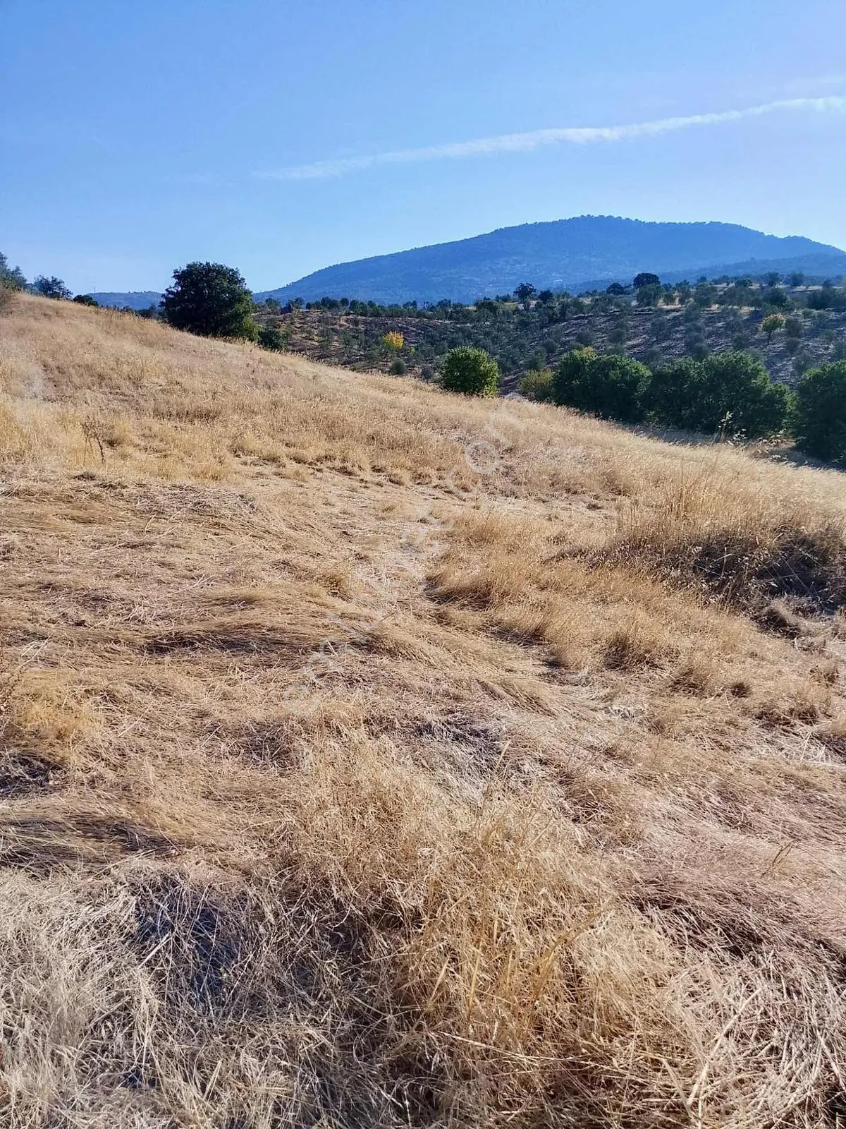Güçlü Kardeşler Burhaniyede 8800m2 Zeytinlik — fotoğraf 7