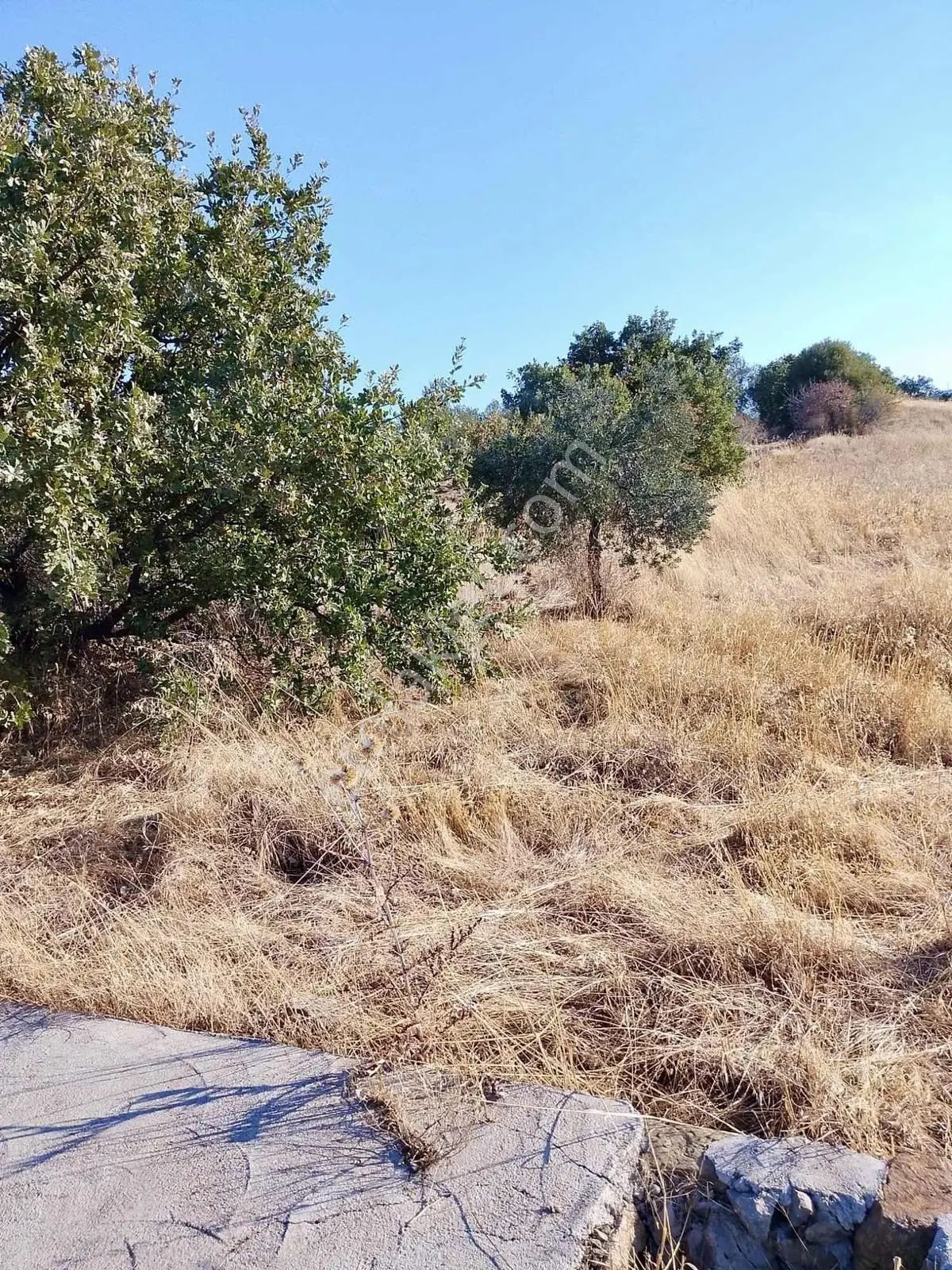 Güçlü Kardeşler Burhaniyede 8800m2 Zeytinlik — fotoğraf 11