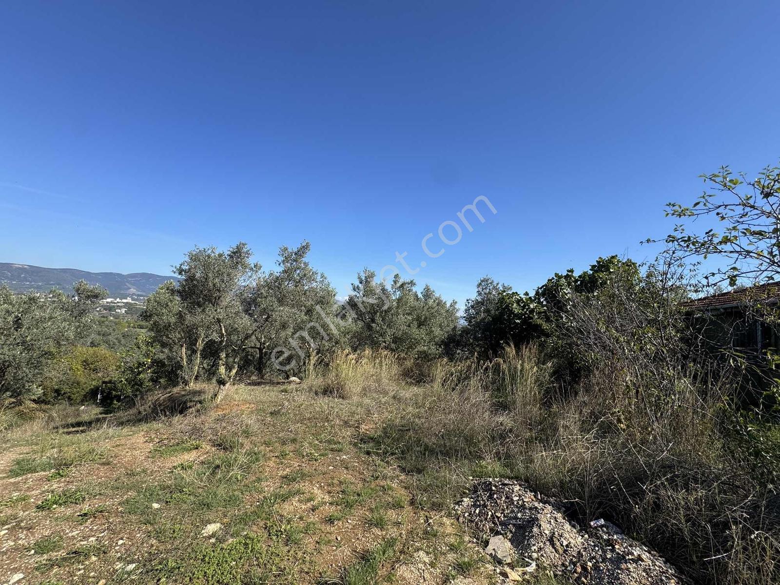 Beka Gayrimenkul'Den Arapzade Mahallesinde 1730 M2 Zeytinlik