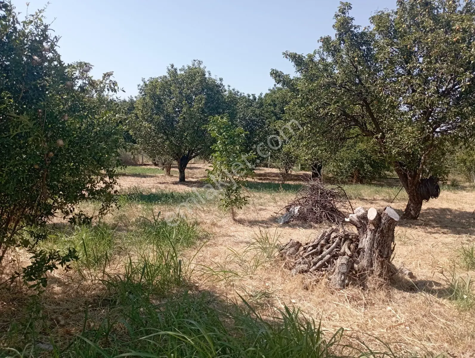Kemalpaşa Ören'de Satılık Bahçe — fotoğraf 5