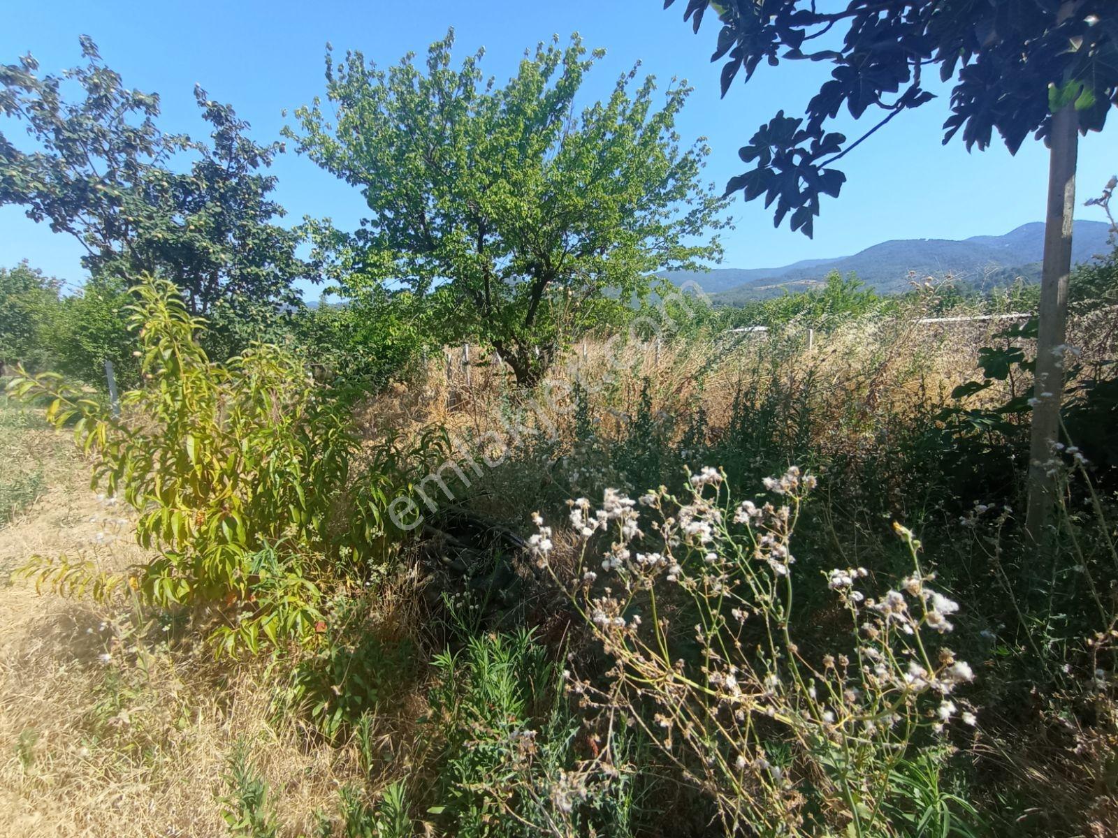 Kemalpaşa Ören'de Satılık Bahçe — fotoğraf 9