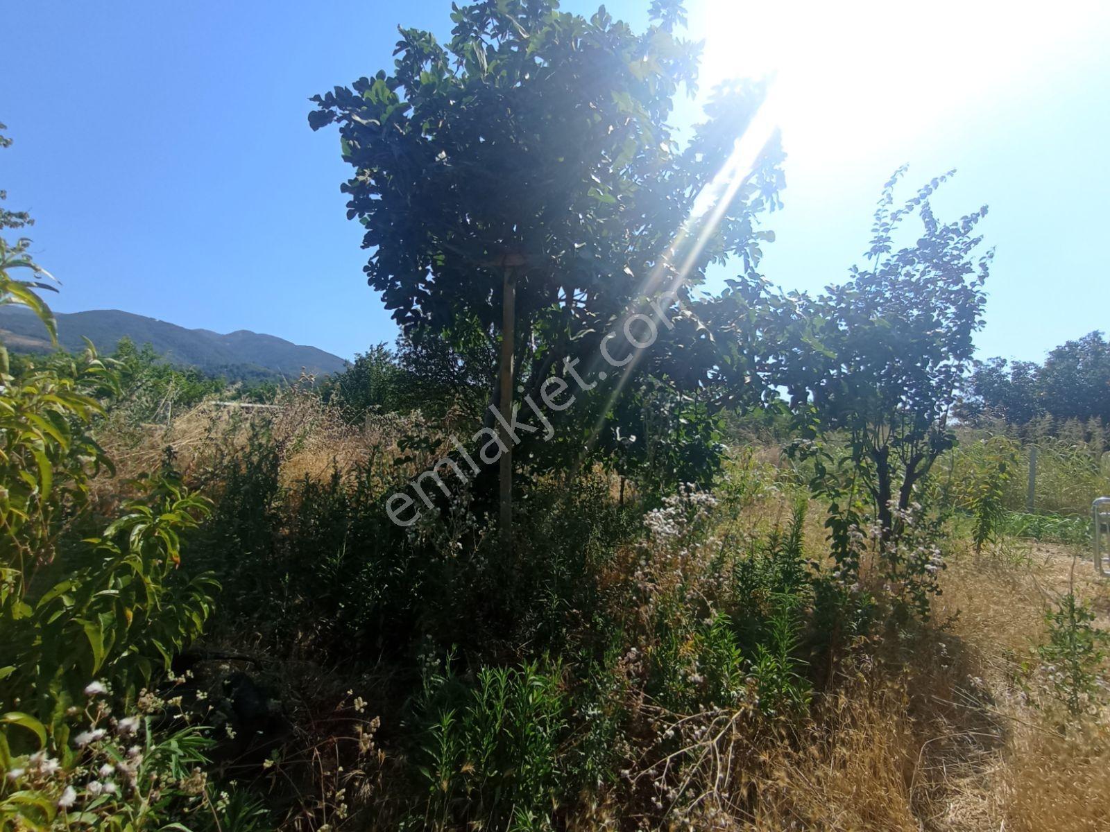 Kemalpaşa Ören'de Satılık Bahçe — fotoğraf 13