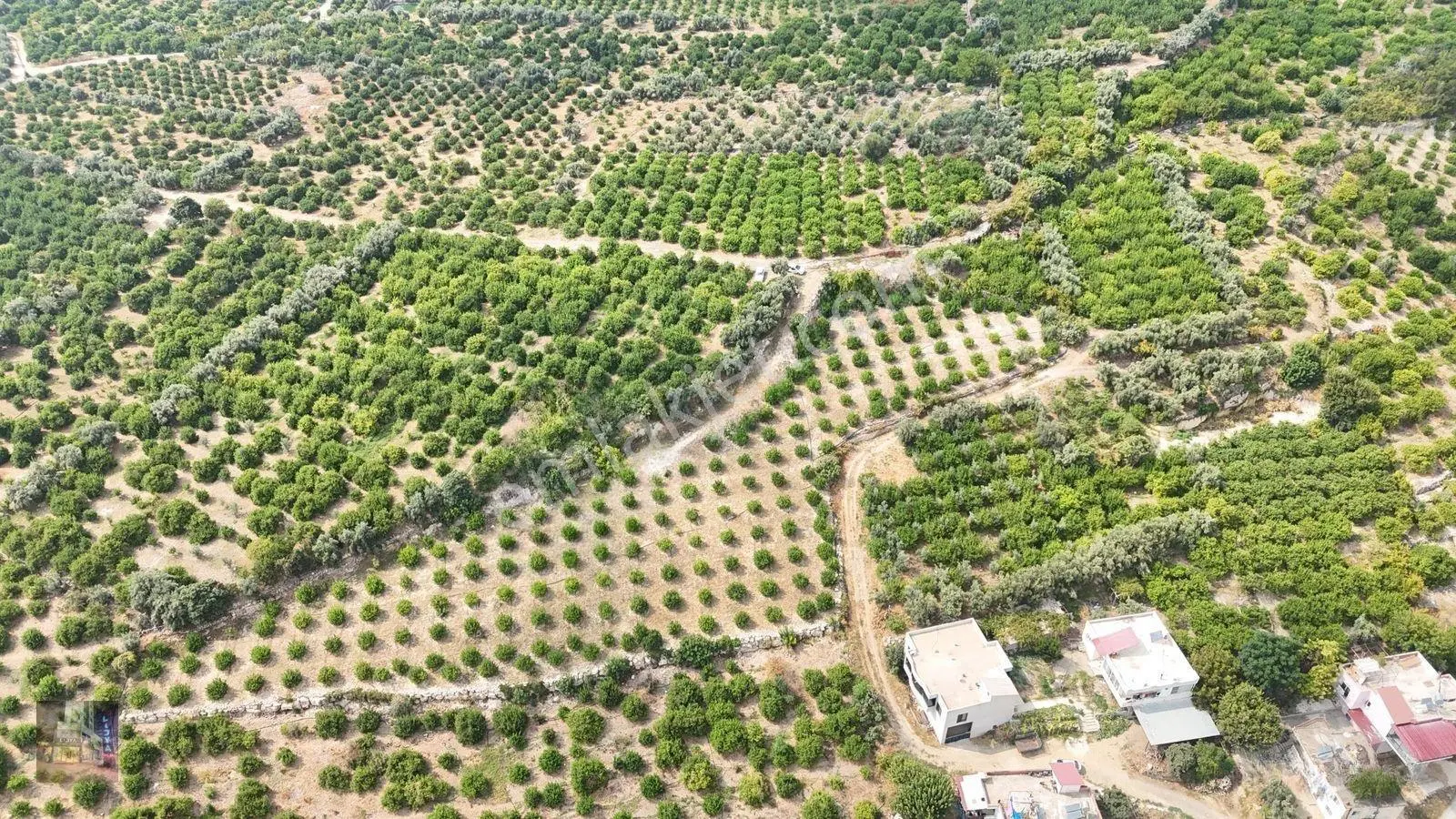 Erdemli Çiftepınar 5 Dönüm Satılık Limon Bahçesi — fotoğraf 9