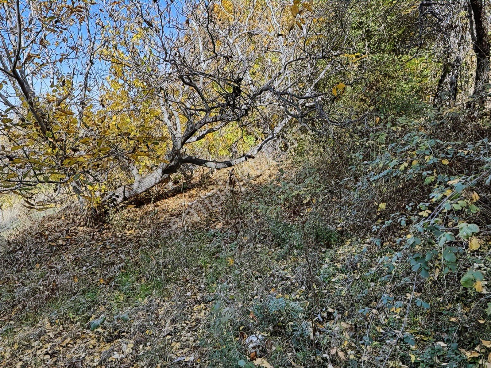 Ankara Haymana Merkezde Emsalsiz Termal Otel Arazisi — fotoğraf 10