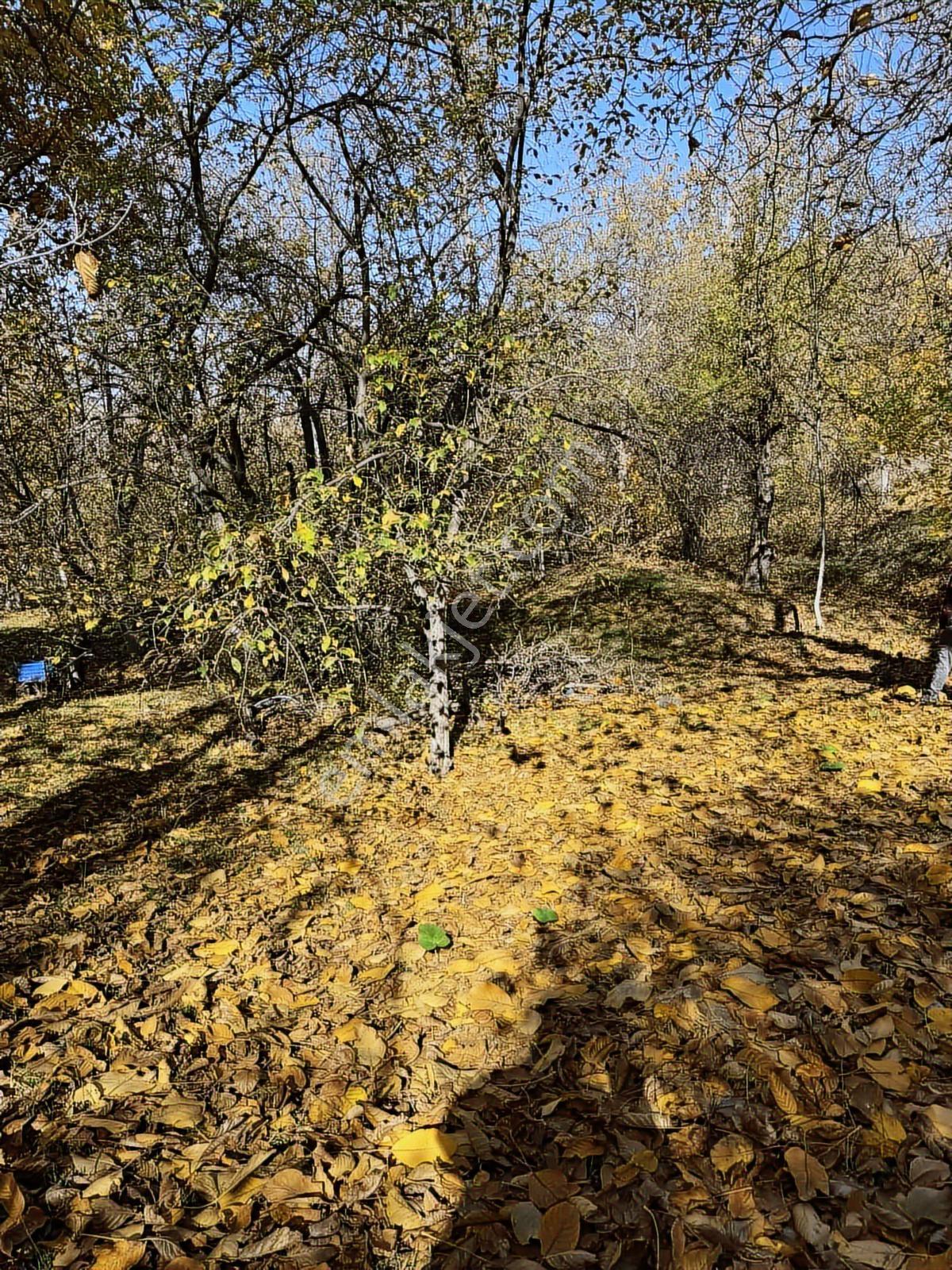 Ankara Haymana Merkezde Emsalsiz Termal Otel Arazisi — fotoğraf 17