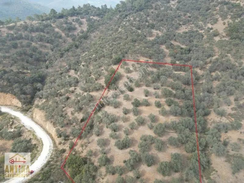 Antika Gayrimenkulden Üzümlü Barajında Satılık 9872 M² Zeytinlik — fotoğraf 2