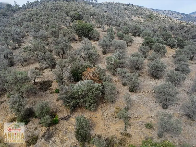 Antika Gayrimenkulden Üzümlü Barajında Satılık 9872 M² Zeytinlik — fotoğraf 4