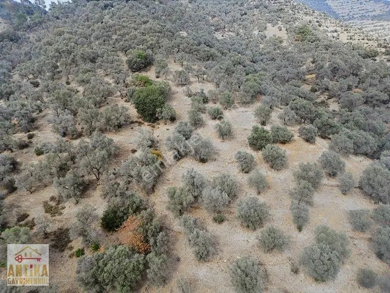 Antika Gayrimenkulden Üzümlü Barajında Satılık 9872 M² Zeytinlik — fotoğraf 5