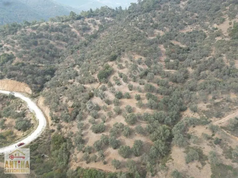 Antika Gayrimenkulden Üzümlü Barajında Satılık 9872 M² Zeytinlik — fotoğraf 6