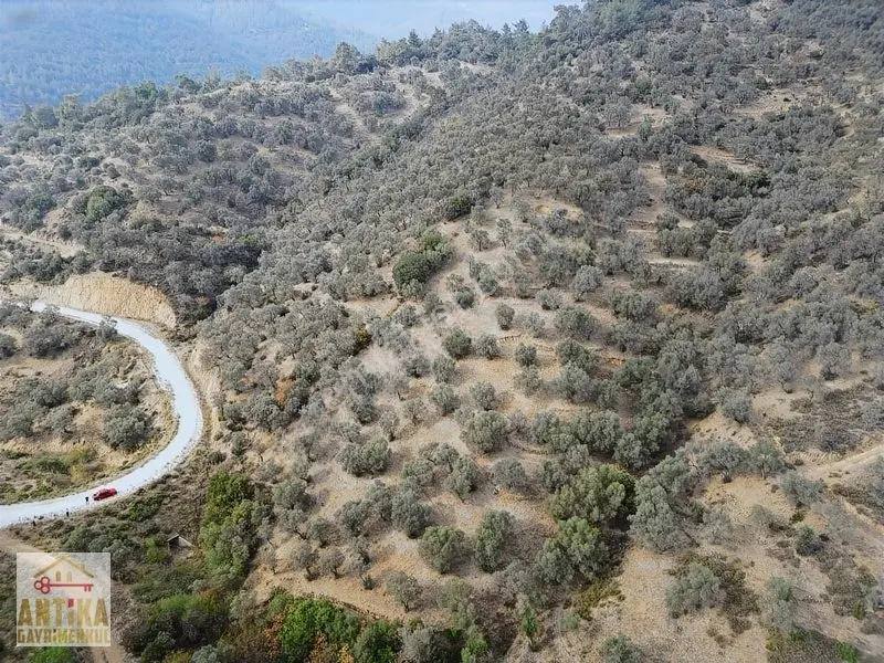 Antika Gayrimenkulden Üzümlü Barajında Satılık 9872 M² Zeytinlik — fotoğraf 7