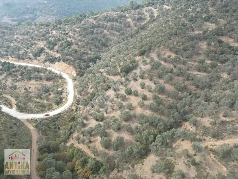 Antika Gayrimenkulden Üzümlü Barajında Satılık 9872 M² Zeytinlik — fotoğraf 8