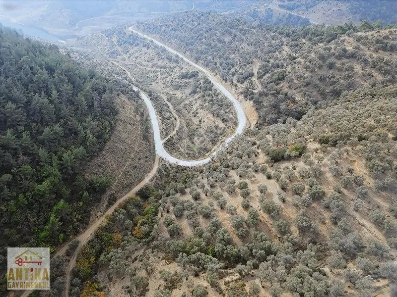 Antika Gayrimenkulden Üzümlü Barajında Satılık 9872 M² Zeytinlik — fotoğraf 9