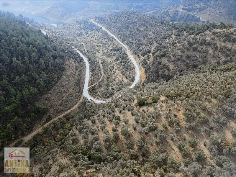 Antika Gayrimenkulden Üzümlü Barajında Satılık 9872 M² Zeytinlik — fotoğraf 10