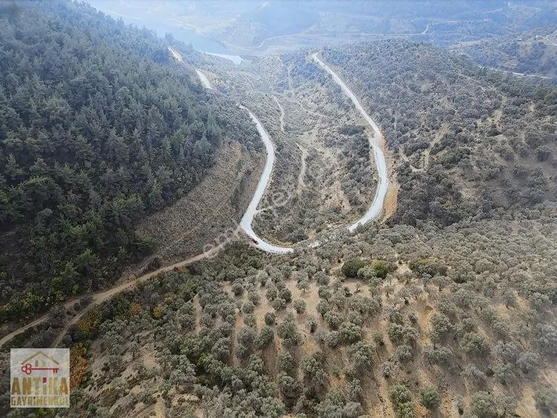 Antika Gayrimenkulden Üzümlü Barajında Satılık 9872 M² Zeytinlik — fotoğraf 11