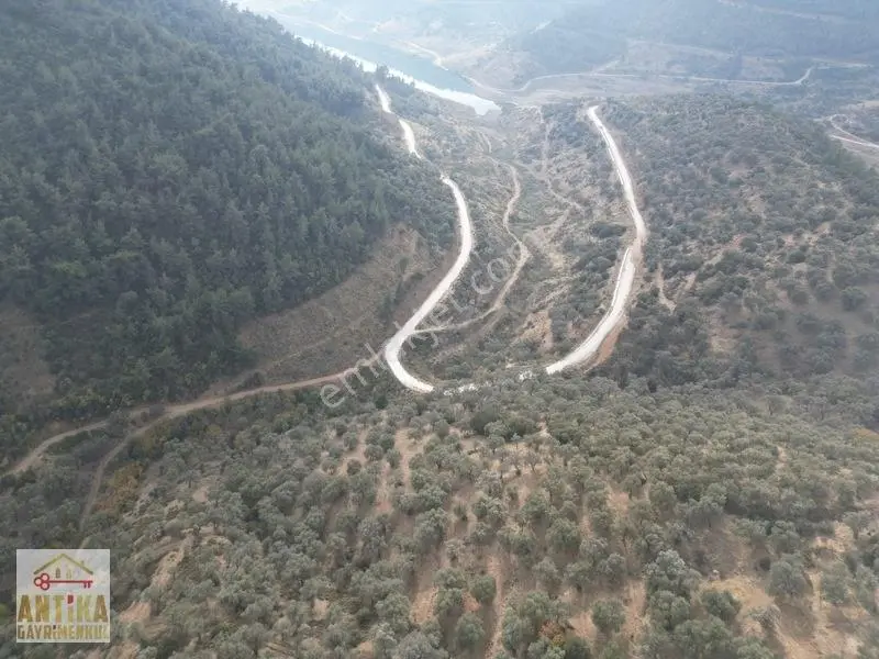 Antika Gayrimenkulden Üzümlü Barajında Satılık 9872 M² Zeytinlik — fotoğraf 12
