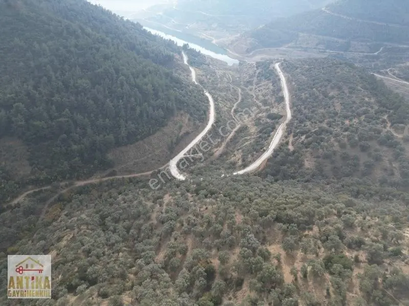Antika Gayrimenkulden Üzümlü Barajında Satılık 9872 M² Zeytinlik — fotoğraf 13