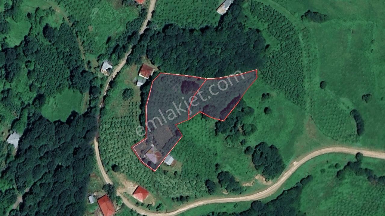 Akkuş Çayıralan-Belalan Mahallesinde Satılık Arsalar | 2500 M²