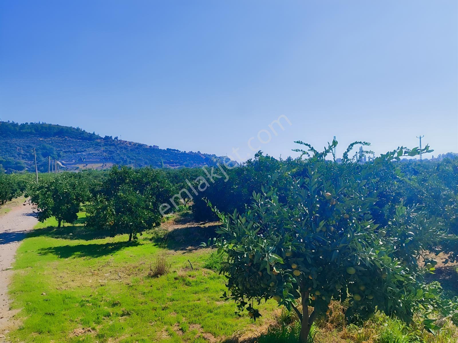 Gümüldür Merkezde Satılık Tarım Arazisi — fotoğraf 20