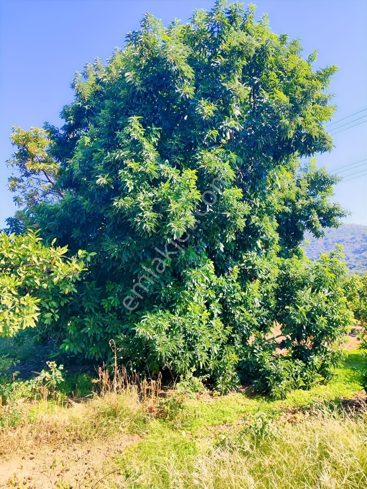 Gümüldür Merkezde Satılık Tarım Arazisi — fotoğraf 28