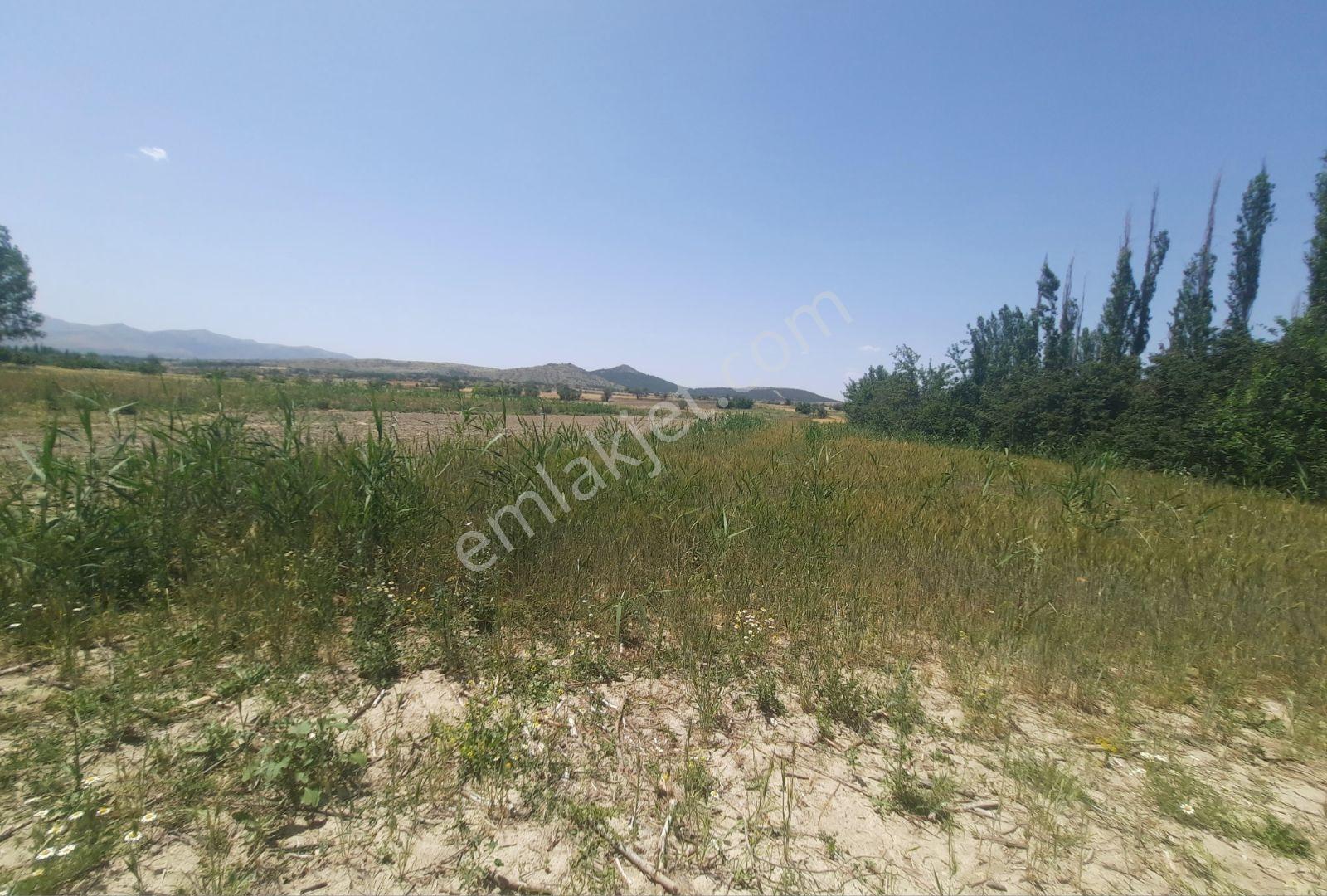 Noradan Çal Aşağıseyit Te Satılık Tarla — fotoğraf 5