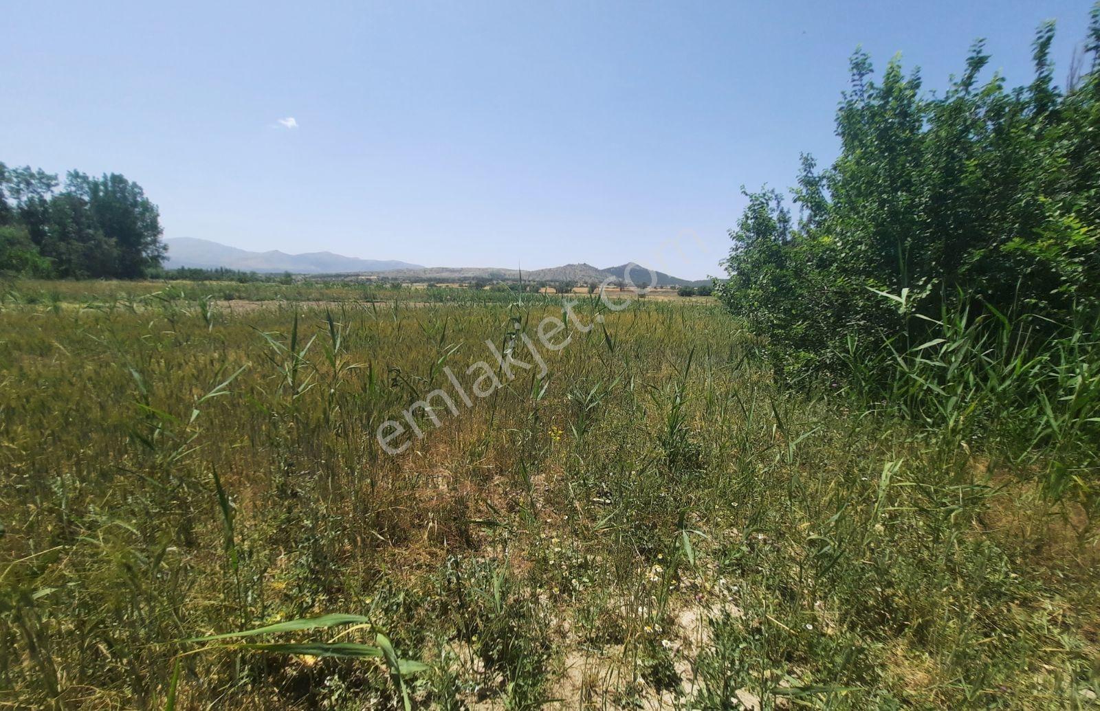 Noradan Çal Aşağıseyit Te Satılık Tarla — fotoğraf 8