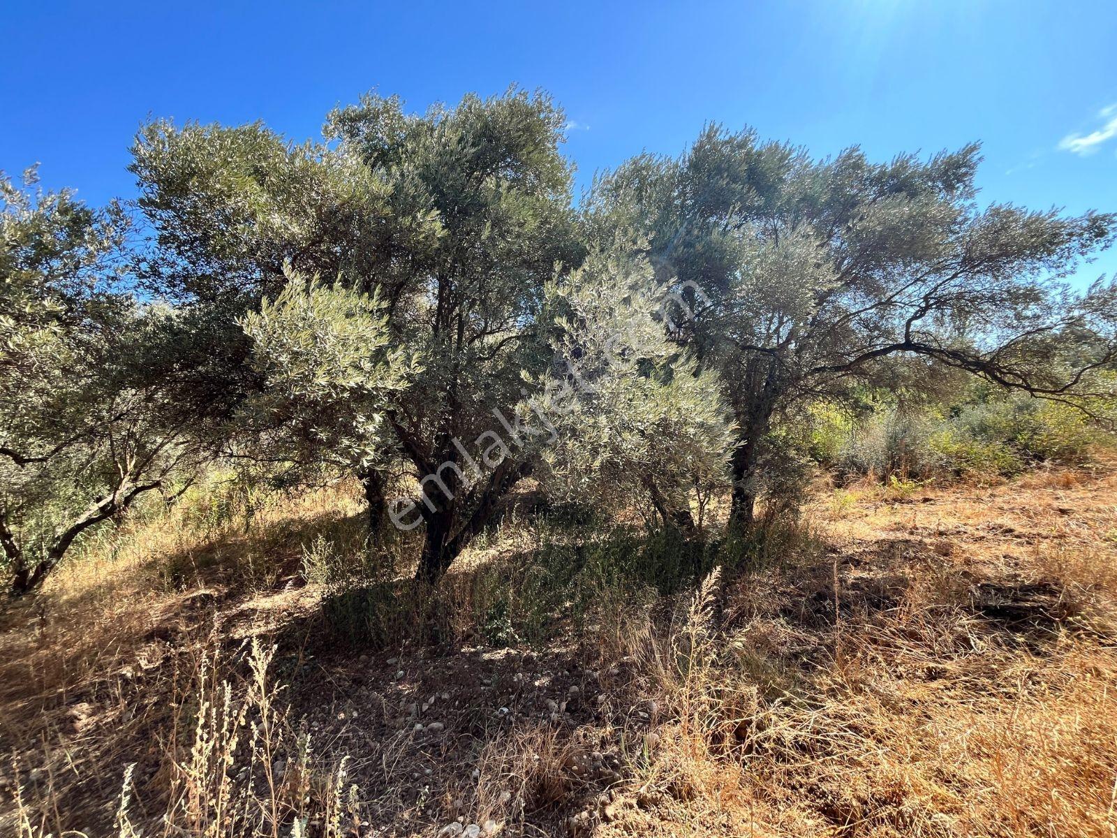 Bozköy De Satılık İncir Bahçesi — fotoğraf 8