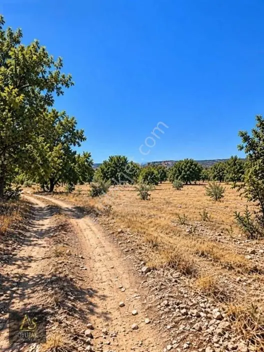 Denizli Acıpayam Kuzören 205 Ada 85 Par 236M2 Tarla Yolu Var