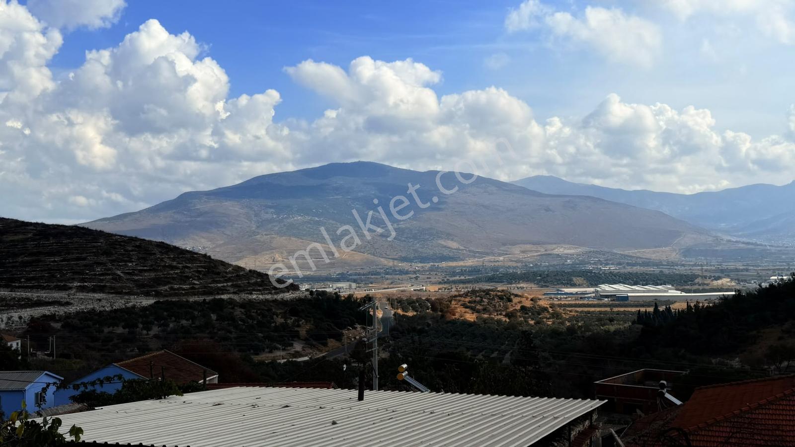 Bozköyde Yerleşimin İçinde Bakımlı Satılık Zeytinlik Fırsatı