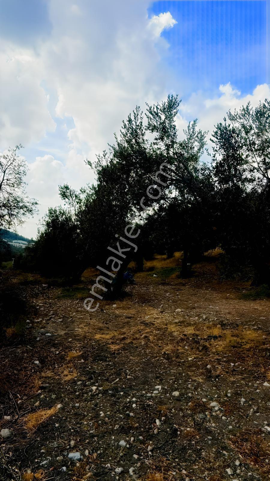 Bozköyde Yerleşimin İçinde Bakımlı Satılık Zeytinlik Fırsatı — fotoğraf 3