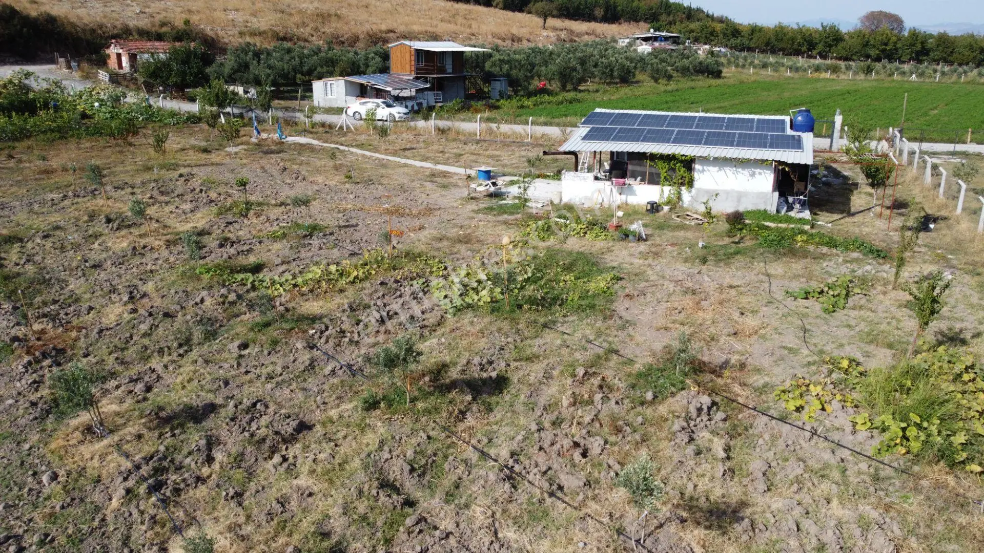Bergama Kaşıkçı’da Konteyner Evli, Sulama Sistemli Satılık Zeytinlik — fotoğraf 4