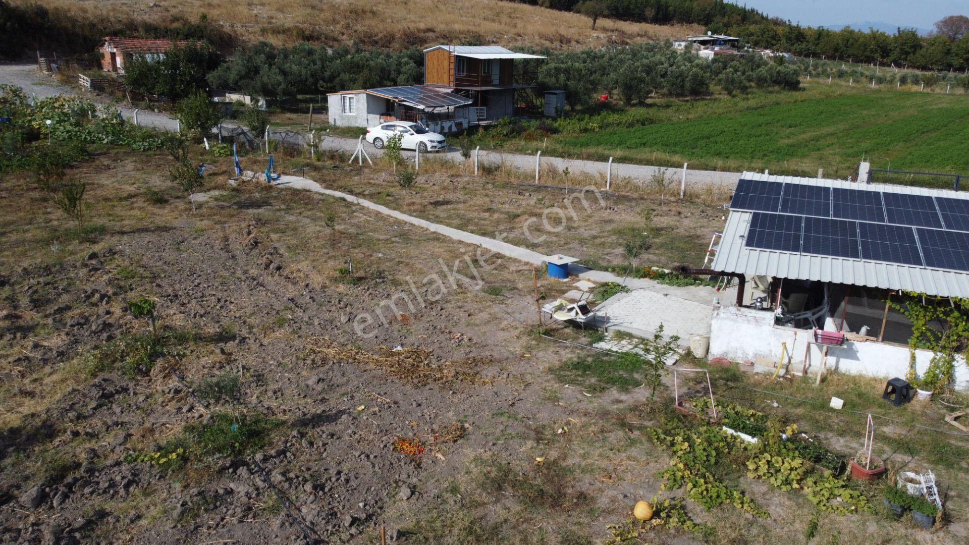 Bergama Kaşıkçı’da Konteyner Evli, Sulama Sistemli Satılık Zeytinlik — fotoğraf 6