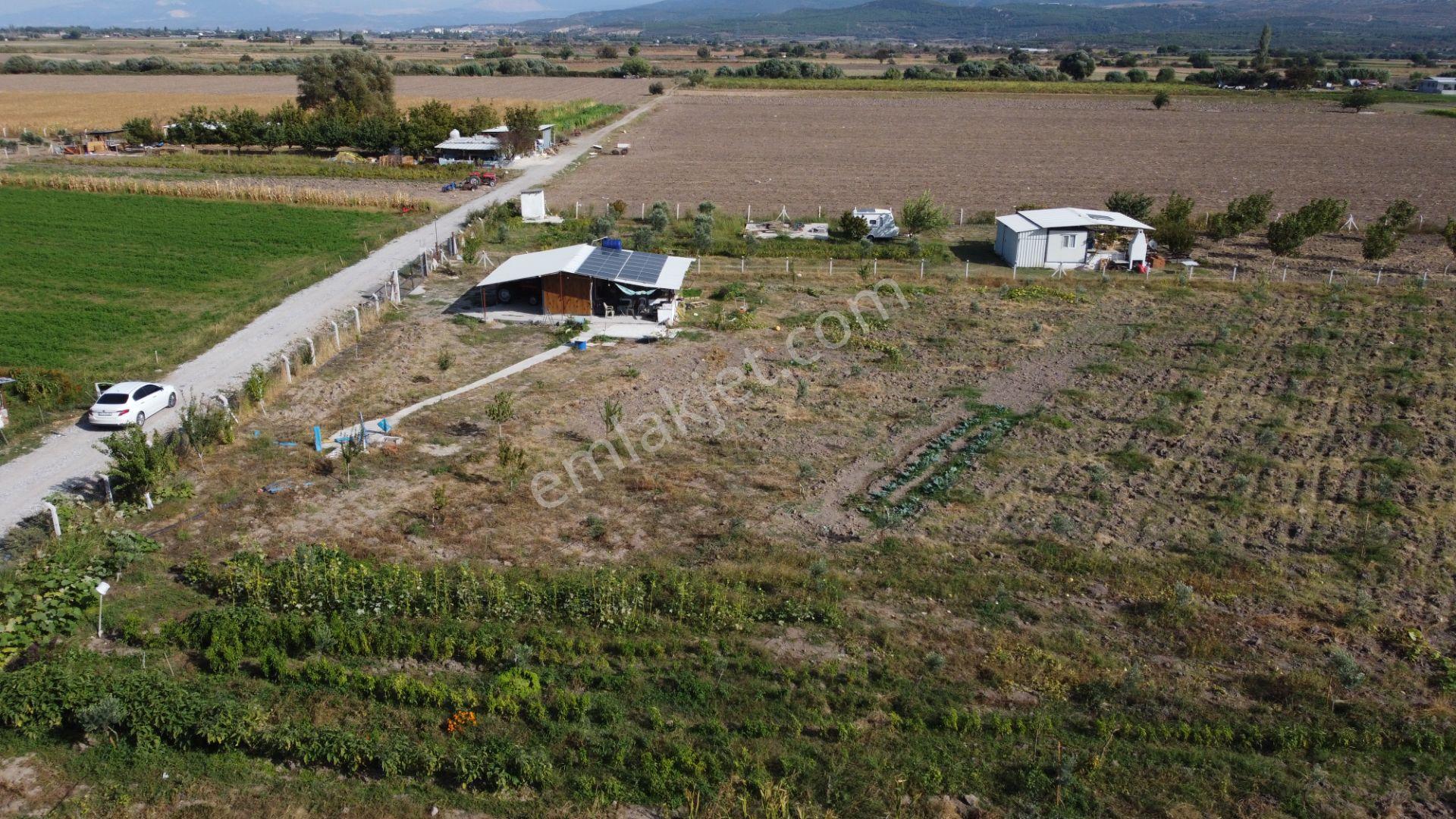 Bergama Kaşıkçı’da Konteyner Evli, Sulama Sistemli Satılık Zeytinlik — fotoğraf 8