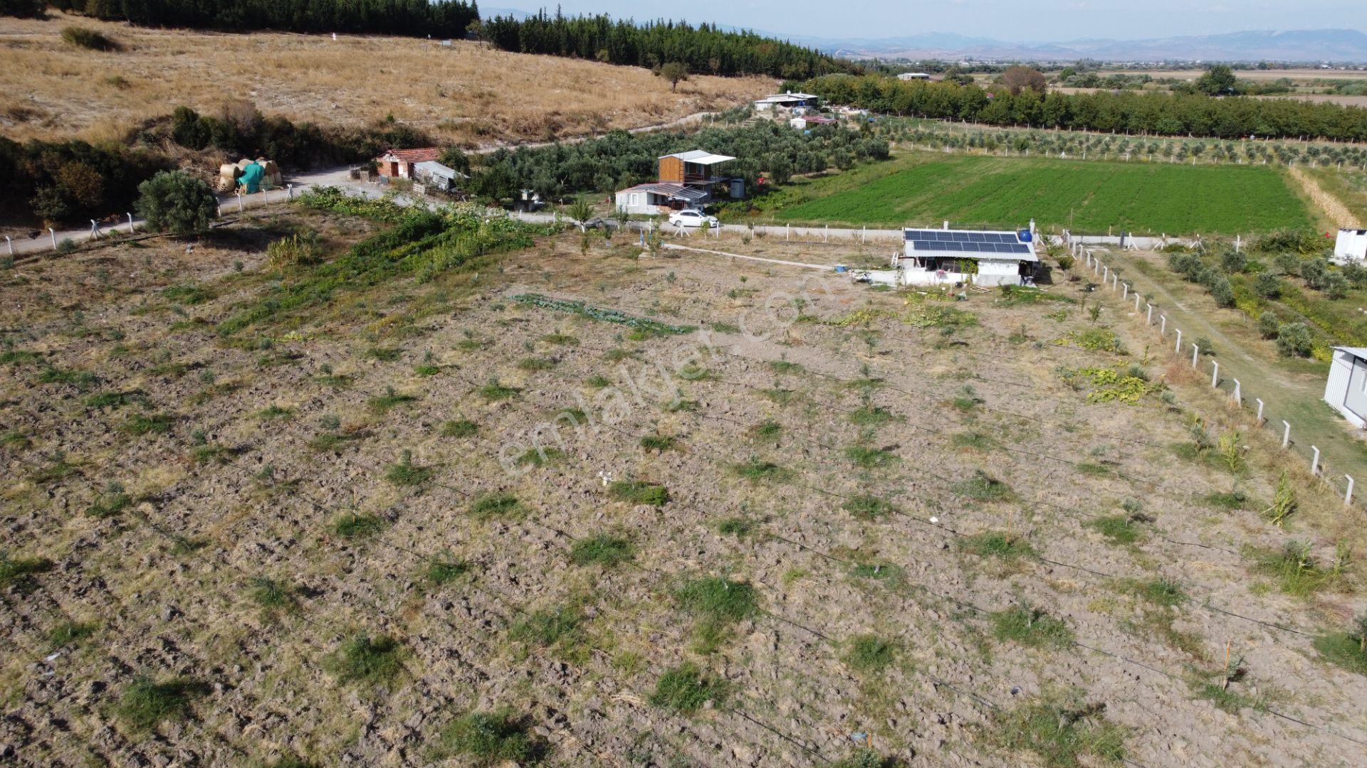 Bergama Kaşıkçı’da Konteyner Evli, Sulama Sistemli Satılık Zeytinlik — fotoğraf 9